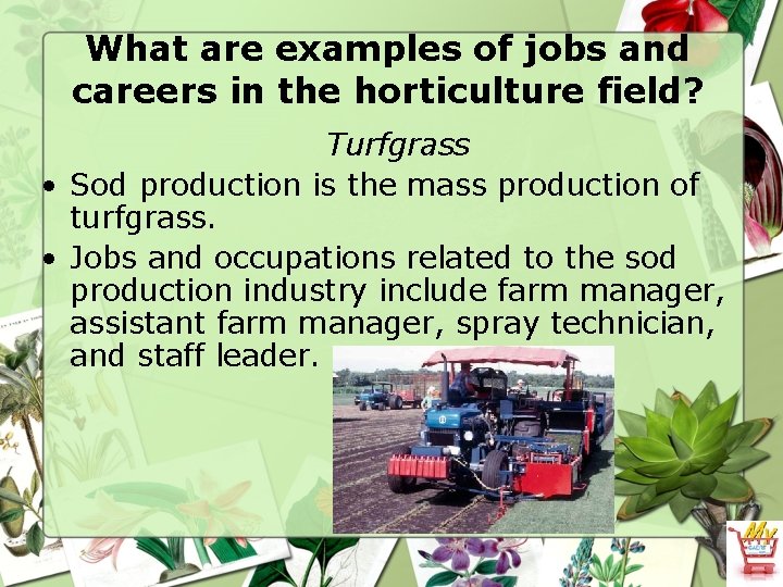 What are examples of jobs and careers in the horticulture field? Turfgrass • Sod
