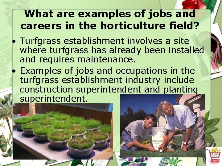 What are examples of jobs and careers in the horticulture field? • Turfgrass establishment