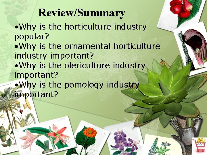 Review/Summary • Why is the horticulture industry popular? • Why is the ornamental horticulture