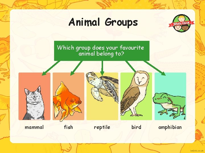 Animal Groups Which group does your favourite animal belong to? mammal fish reptile bird