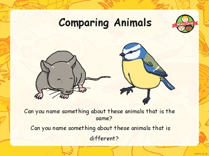 Comparing Animals Can you name something about these animals that is the same? Can
