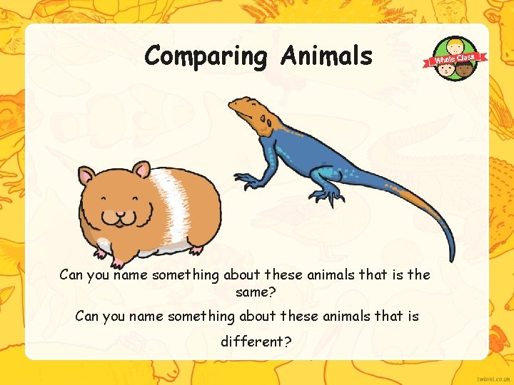 Comparing Animals Can you name something about these animals that is the same? Can