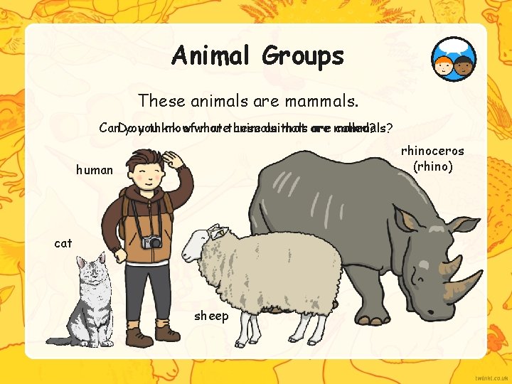 Animal Groups These animals are mammals. Can. Do you think know ofwhat morethese animals