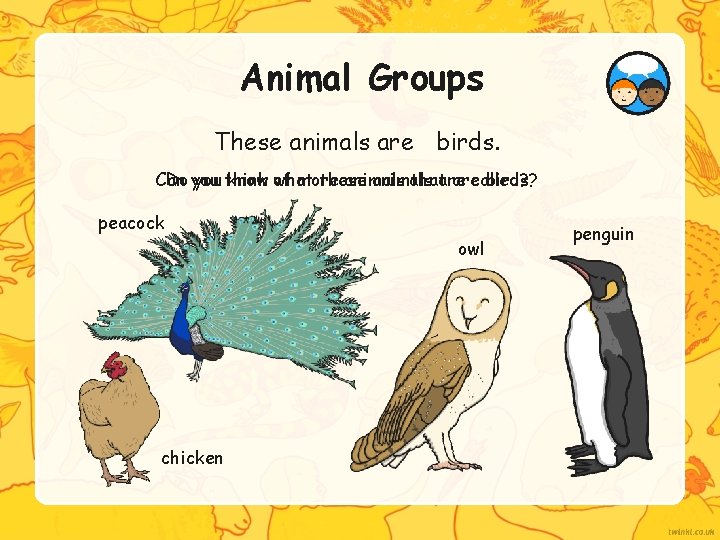 Animal Groups These animals are birds. Can Do you think know of what more