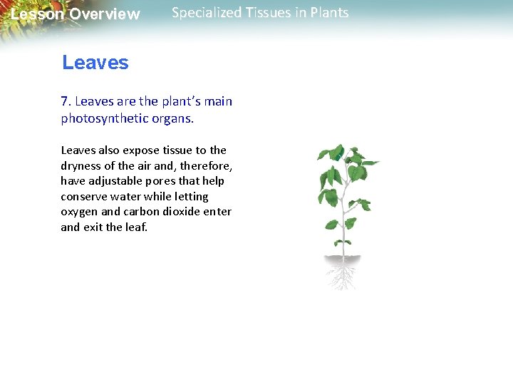 Lesson Overview Specialized Tissues in Plants Leaves 7. Leaves are the plant’s main photosynthetic