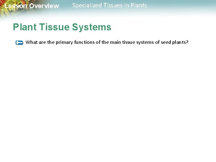 Lesson Overview Specialized Tissues in Plants Plant Tissue Systems What are the primary functions