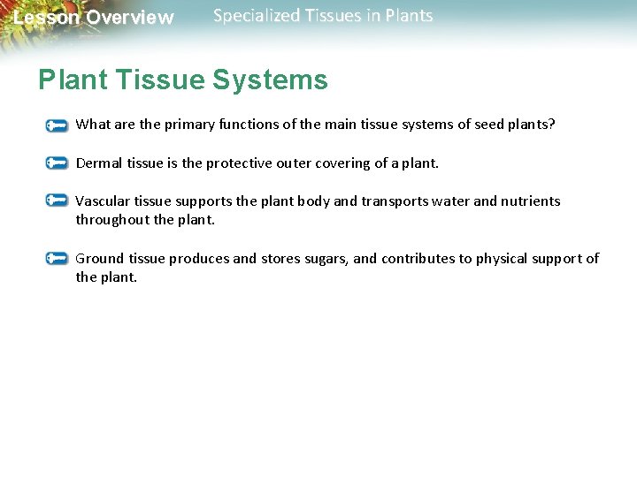 Lesson Overview Specialized Tissues in Plants Plant Tissue Systems What are the primary functions