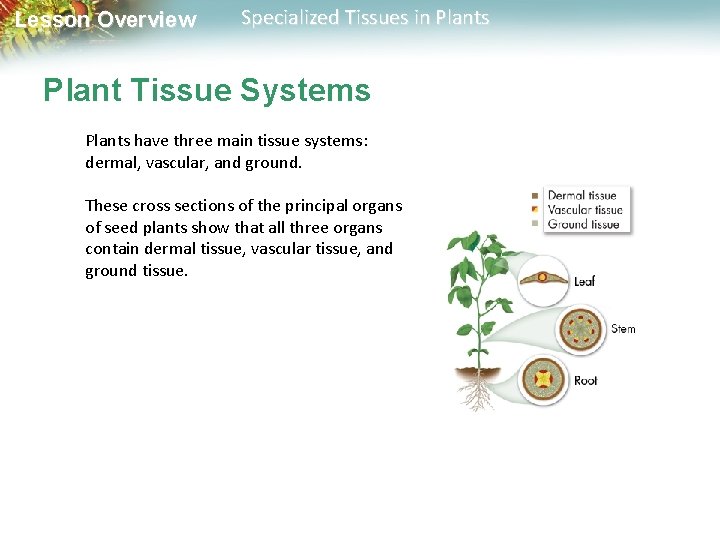 Lesson Overview Specialized Tissues in Plants Plant Tissue Systems Plants have three main tissue