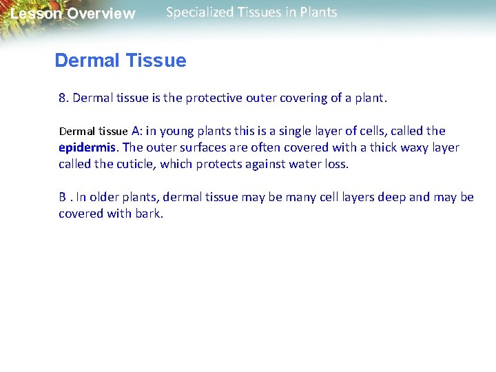 Lesson Overview Specialized Tissues in Plants Dermal Tissue 8. Dermal tissue is the protective