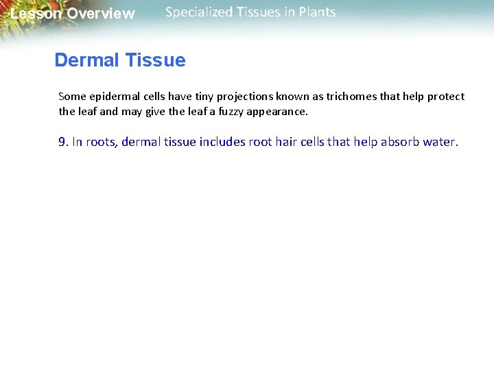 Lesson Overview Specialized Tissues in Plants Dermal Tissue Some epidermal cells have tiny projections