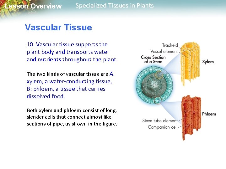 Lesson Overview Specialized Tissues in Plants Vascular Tissue 10. Vascular tissue supports the plant