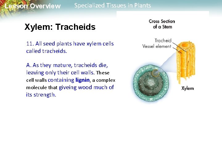 Lesson Overview Specialized Tissues in Plants Xylem: Tracheids 11. All seed plants have xylem