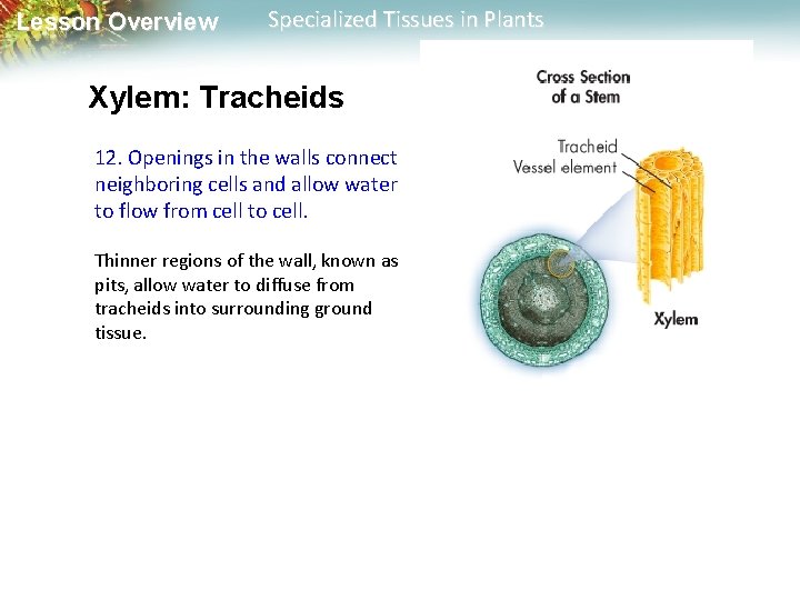 Lesson Overview Specialized Tissues in Plants Xylem: Tracheids 12. Openings in the walls connect