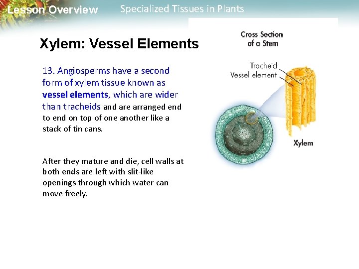 Lesson Overview Specialized Tissues in Plants Xylem: Vessel Elements 13. Angiosperms have a second