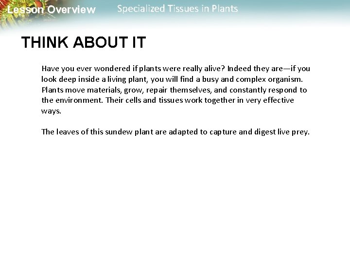 Lesson Overview Specialized Tissues in Plants THINK ABOUT IT Have you ever wondered if