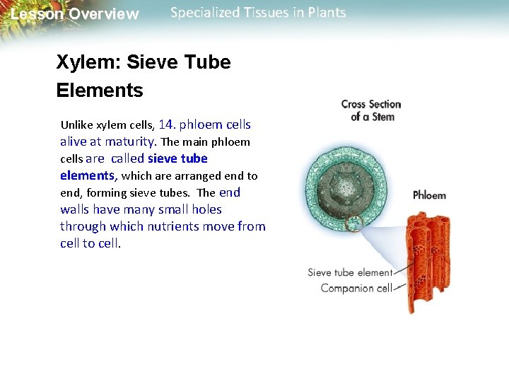 Lesson Overview Specialized Tissues in Plants Xylem: Sieve Tube Elements Unlike xylem cells, 14.