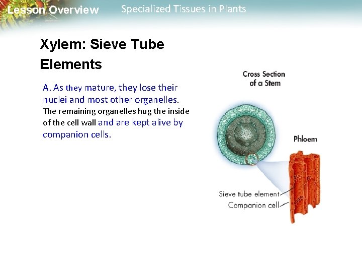 Lesson Overview Specialized Tissues in Plants Xylem: Sieve Tube Elements A. As they mature,