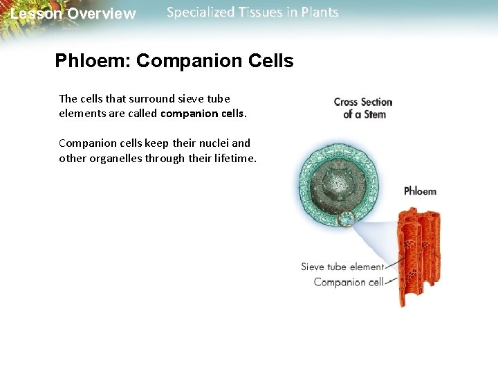 Lesson Overview Specialized Tissues in Plants Phloem: Companion Cells The cells that surround sieve