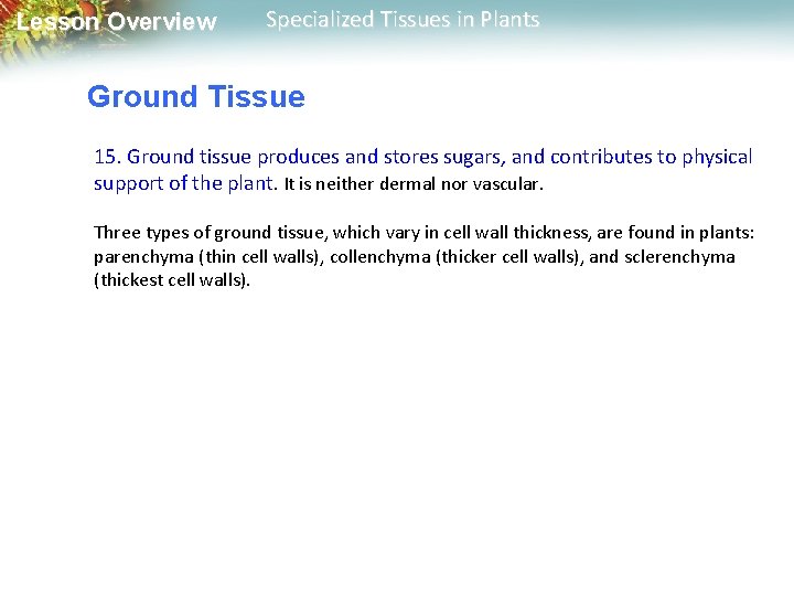 Lesson Overview Specialized Tissues in Plants Ground Tissue 15. Ground tissue produces and stores