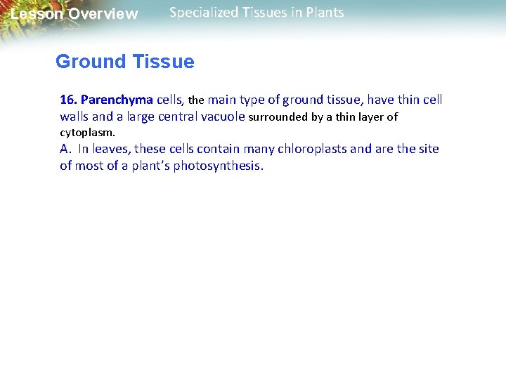 Lesson Overview Specialized Tissues in Plants Ground Tissue 16. Parenchyma cells, the main type