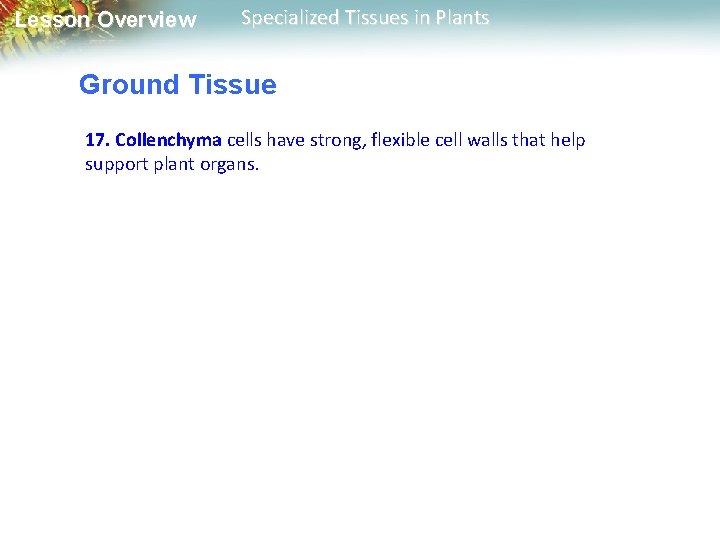 Lesson Overview Specialized Tissues in Plants Ground Tissue 17. Collenchyma cells have strong, flexible