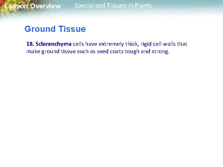 Lesson Overview Specialized Tissues in Plants Ground Tissue 18. Sclerenchyma cells have extremely thick,