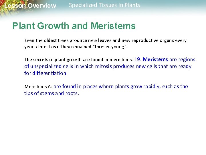 Lesson Overview Specialized Tissues in Plants Plant Growth and Meristems Even the oldest trees