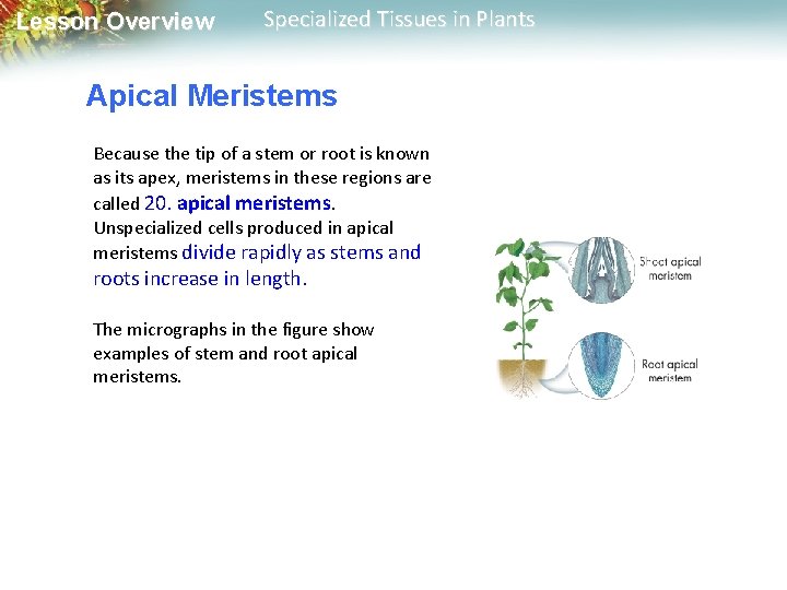 Lesson Overview Specialized Tissues in Plants Apical Meristems Because the tip of a stem