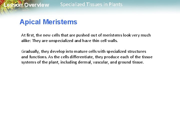 Lesson Overview Specialized Tissues in Plants Apical Meristems At first, the new cells that