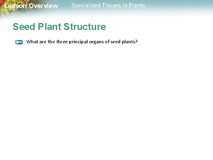 Lesson Overview Specialized Tissues in Plants Seed Plant Structure What are three principal organs