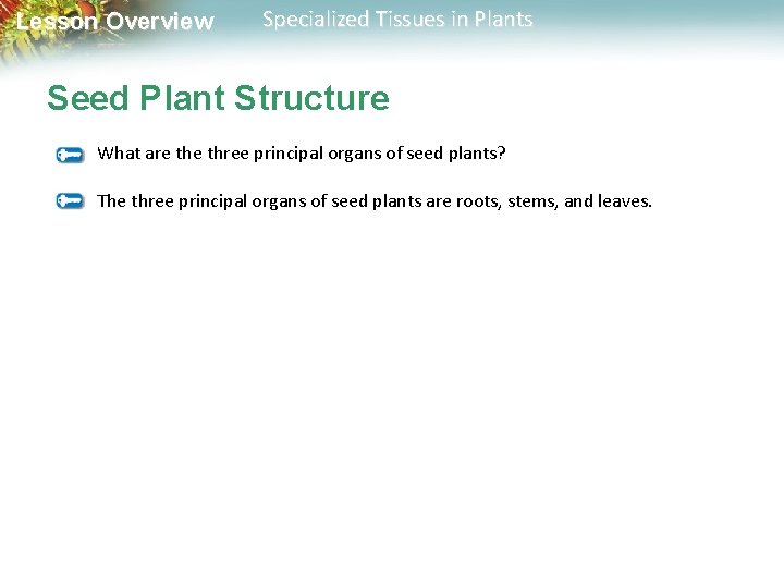 Lesson Overview Specialized Tissues in Plants Seed Plant Structure What are three principal organs