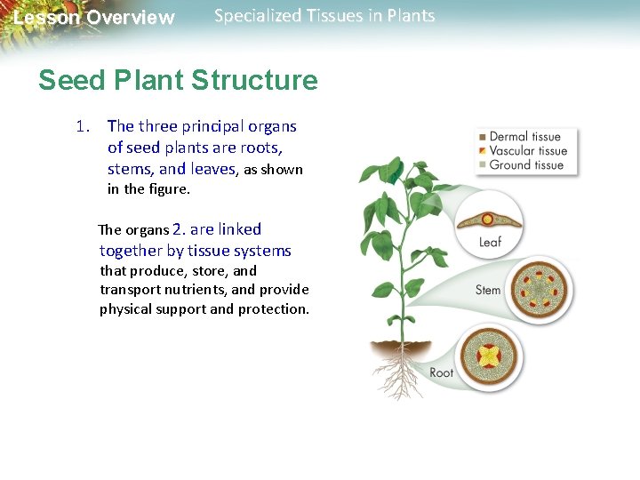 Lesson Overview Specialized Tissues in Plants Seed Plant Structure 1. The three principal organs