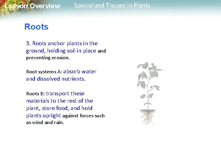 Lesson Overview Specialized Tissues in Plants Roots 3. Roots anchor plants in the ground,