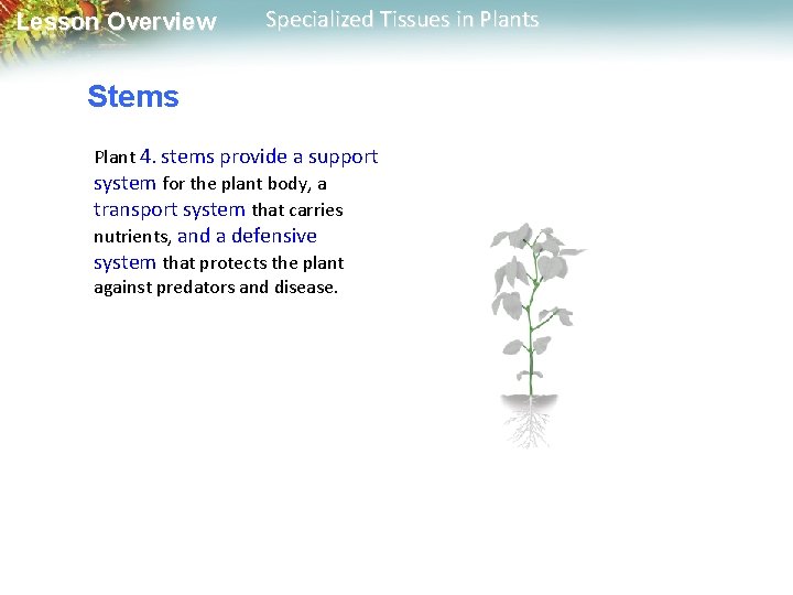 Lesson Overview Specialized Tissues in Plants Stems Plant 4. stems provide a support system