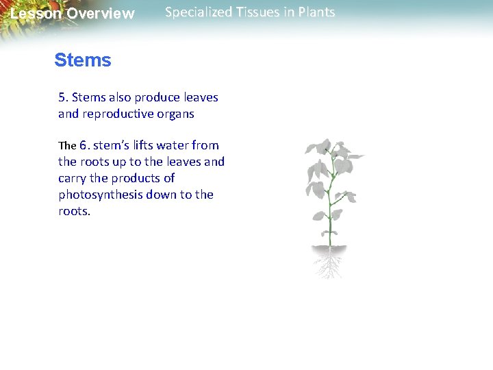 Lesson Overview Specialized Tissues in Plants Stems 5. Stems also produce leaves and reproductive