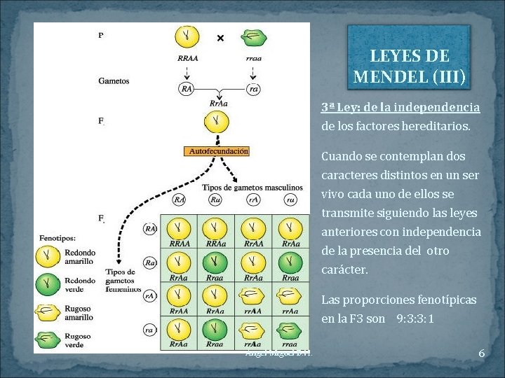 LEYES DE LA HERENCIA 1 Experimentos de Mendel