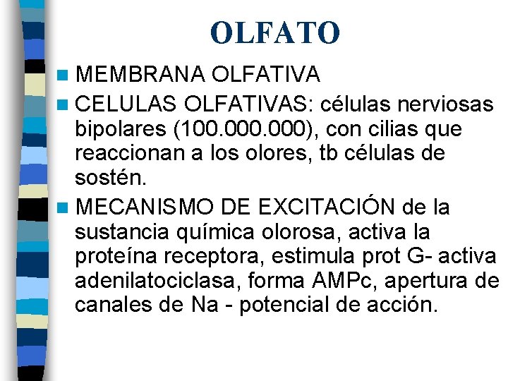 OLFATO n MEMBRANA OLFATIVA n CELULAS OLFATIVAS: células nerviosas bipolares (100. 000), con cilias OLFATO n MEMBRANA OLFATIVA n CELULAS OLFATIVAS: células nerviosas bipolares (100. 000), con cilias