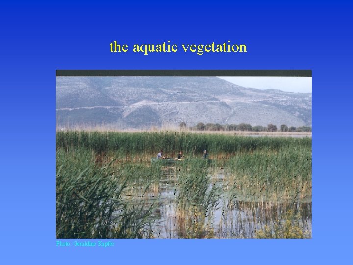 the aquatic vegetation Photo: Geraldine Kapfer 