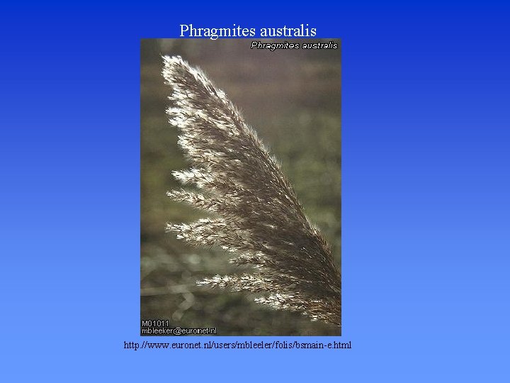 Phragmites australis http. //www. euronet. nl/users/mbleeler/folis/bsmain-e. html 