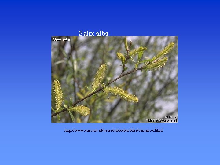 Salix alba http. //www. euronet. nl/users/mbleeler/folis/bsmain-e. html 