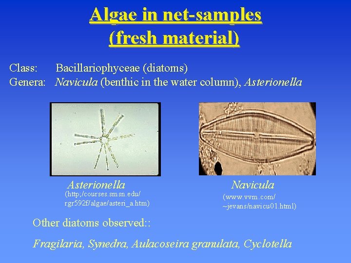 Algae in net-samples (fresh material) Class: Bacillariophyceae (diatoms) Genera: Navicula (benthic in the water