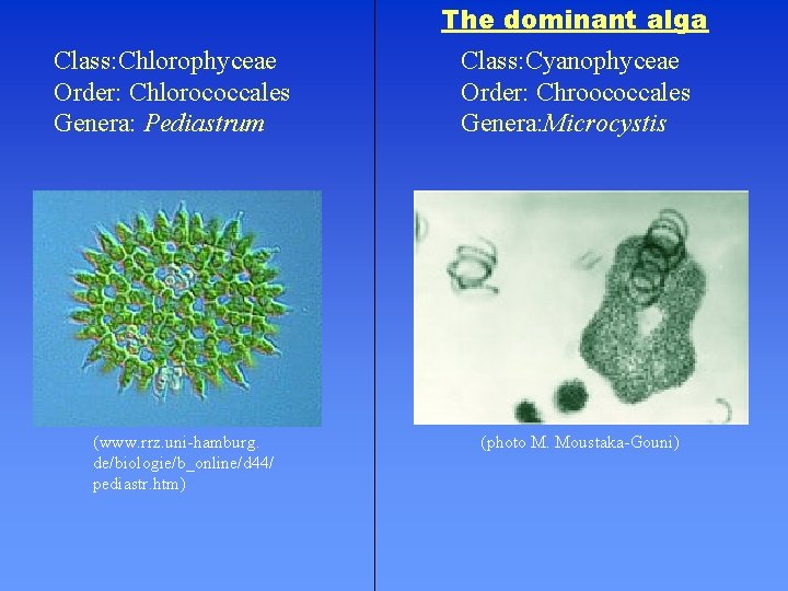 The dominant alga Class: Chlorophyceae Order: Chlorococcales Genera: Pediastrum (www. rrz. uni-hamburg. de/biologie/b_online/d 44/