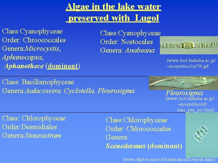Algae in the lake water preserved with Lugol Class: Cyanophyceae Order: Chroococcales Genera: Microcystis,