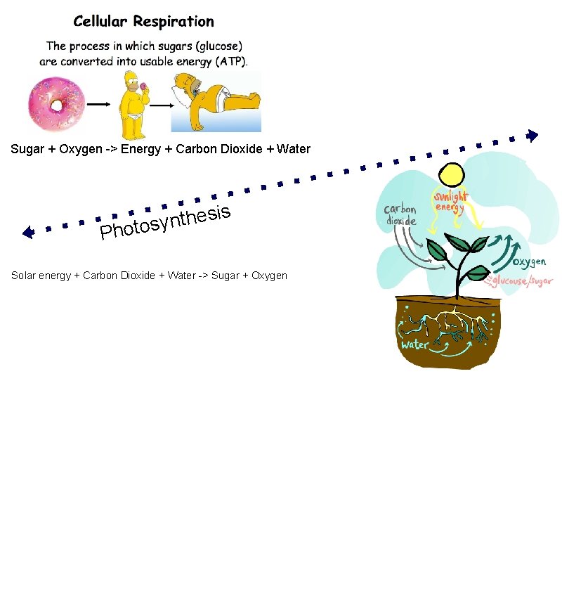 Sugar + Oxygen -> Energy + Carbon Dioxide + Water Ph is s e