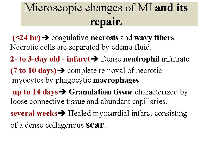 Microscopic changes of MI and its repair. (<24 hr) coagulative necrosis and wavy fibers.