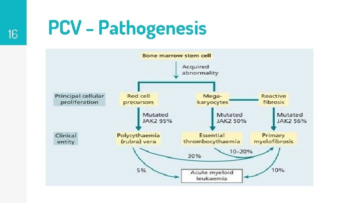 16 PCV - Pathogenesis 