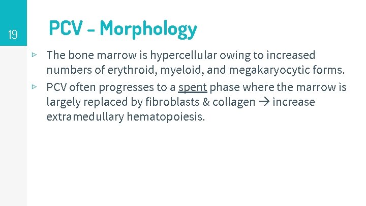19 PCV - Morphology ▹ The bone marrow is hypercellular owing to increased numbers