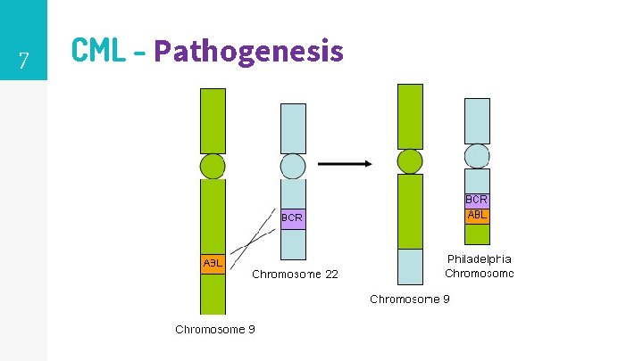 7 CML - Pathogenesis 