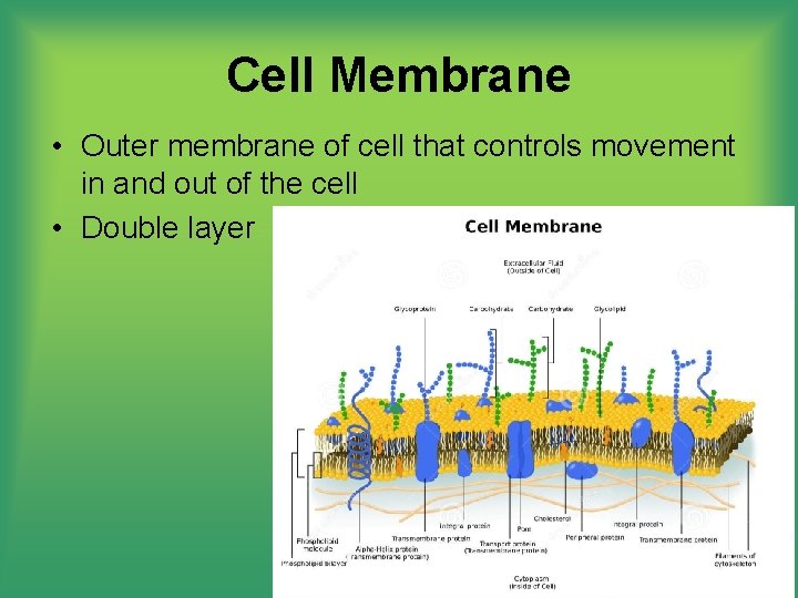 Cell Membrane • Outer membrane of cell that controls movement in and out of
