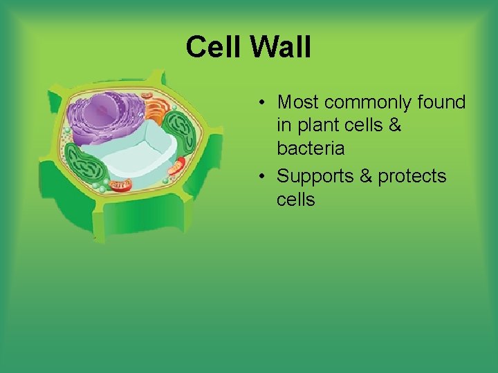 Cell Wall • Most commonly found in plant cells & bacteria • Supports &